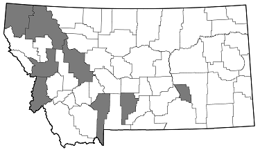 Chrysophana placida distribution in Montana