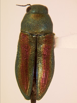 Chrysophana placida
