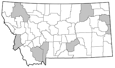 Clytus canadensis distribution in Montana