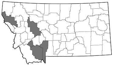 Dicerca callosa frosti distribution in Montana