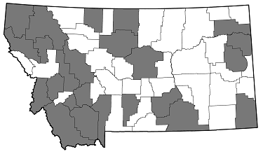 Dicerca tenebrica distribution in Montana