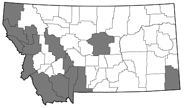 Dicerca tenebrosa tenebrosa distribution in Montana