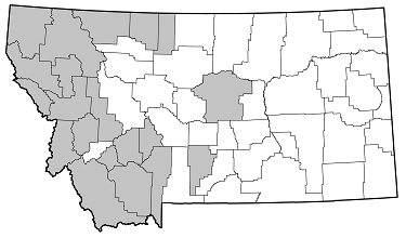 Megasemum asperum distribution in Montana