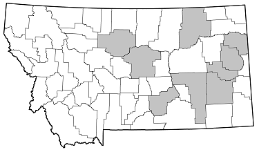 Neandra brunnea distribution in Montana