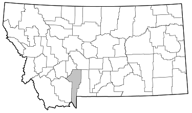 Oberea delongi distribution in Montana