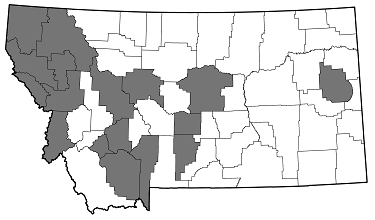 Phaenops drummondi drummondi distribution in Montana