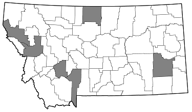 Poecilonota cyanipes distribution in Montana