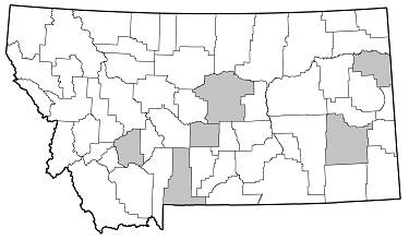 Psenocerus supernotatus distribution in Montana
