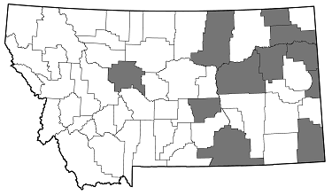 Taphrocerus chevrolati distribution in Montana