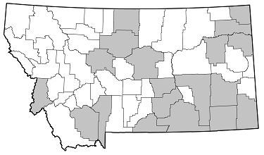 Tetraopes annulatus distribution in Montana