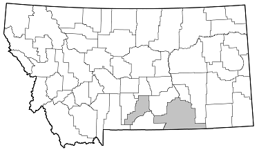 Trichocnemis spiculatus neomexicanus distribution in Montana